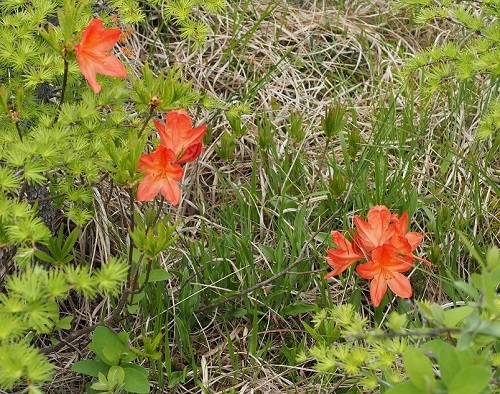 レンゲツツジの写真