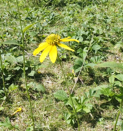 オオハンゴンソウの写真