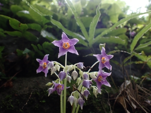 代替えテキスト