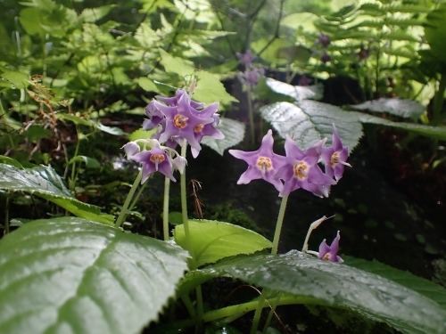 代替えテキスト