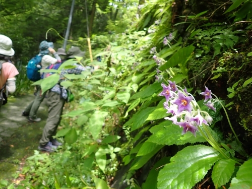 代替えテキスト