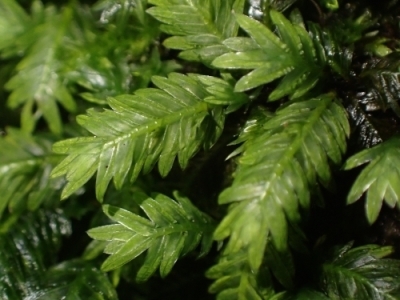 代替えテキスト