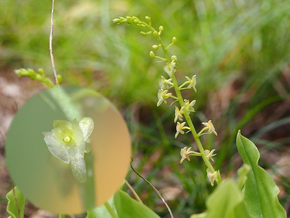 シマホザキラン