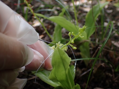 シマホザキランの写真