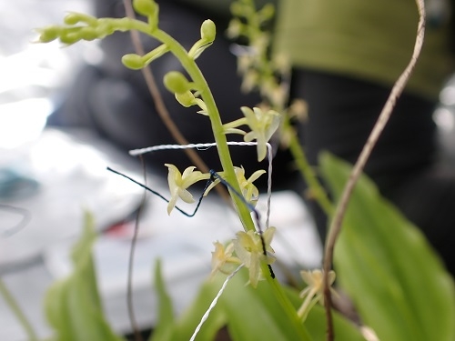 シマホザキランの写真