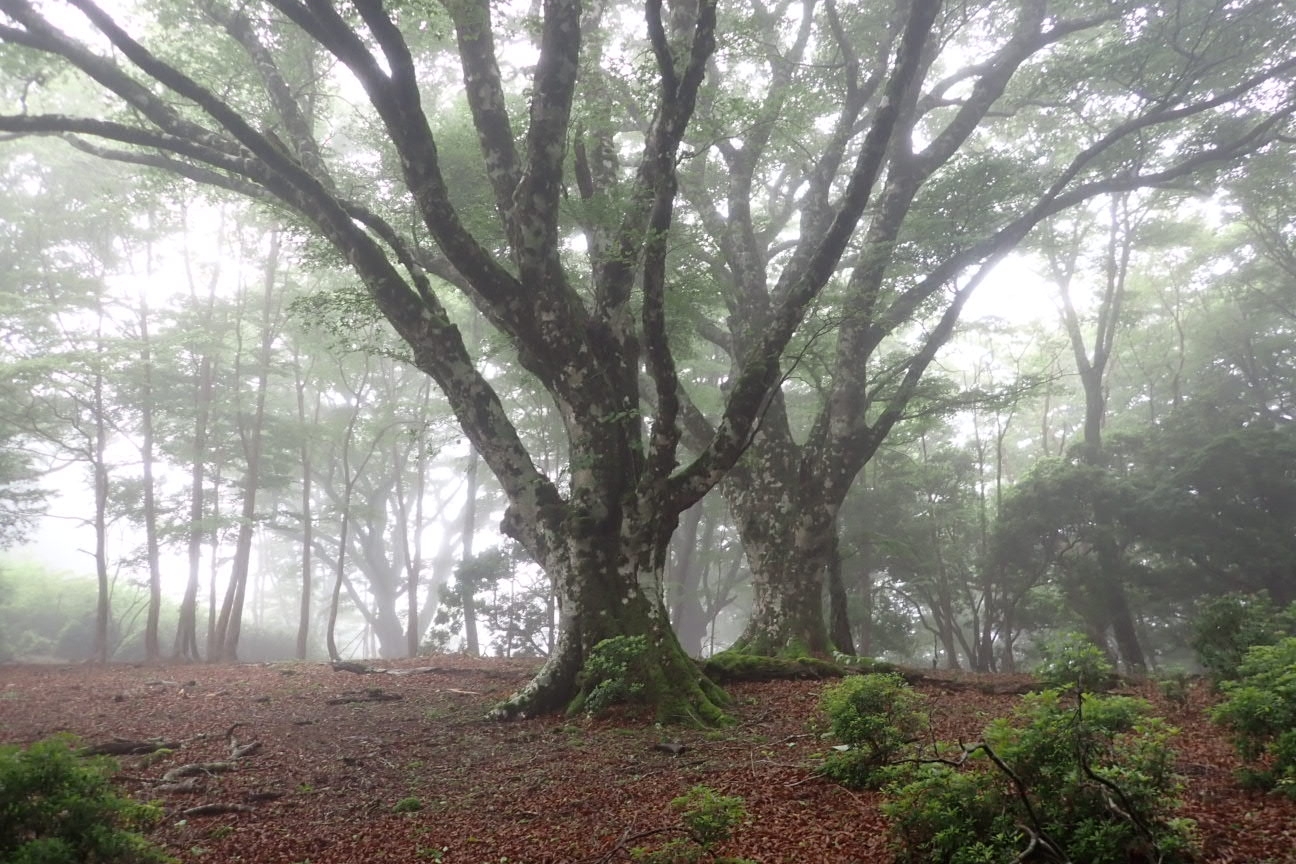 代替えテキスト