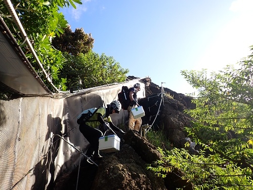 ハンミョウ移動中