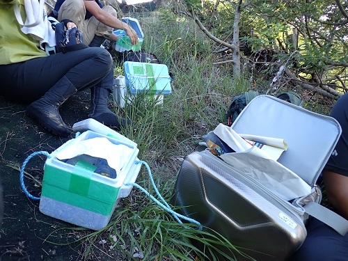 ハンミョウ休憩中