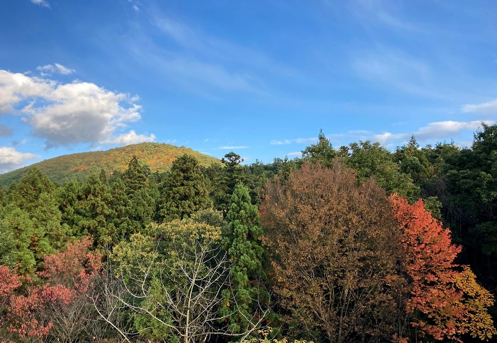 テラスから見られる紅葉の写真