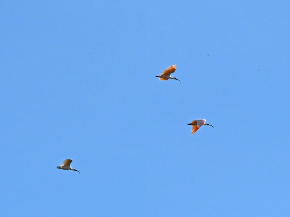 飛翔するトキ3羽の写真