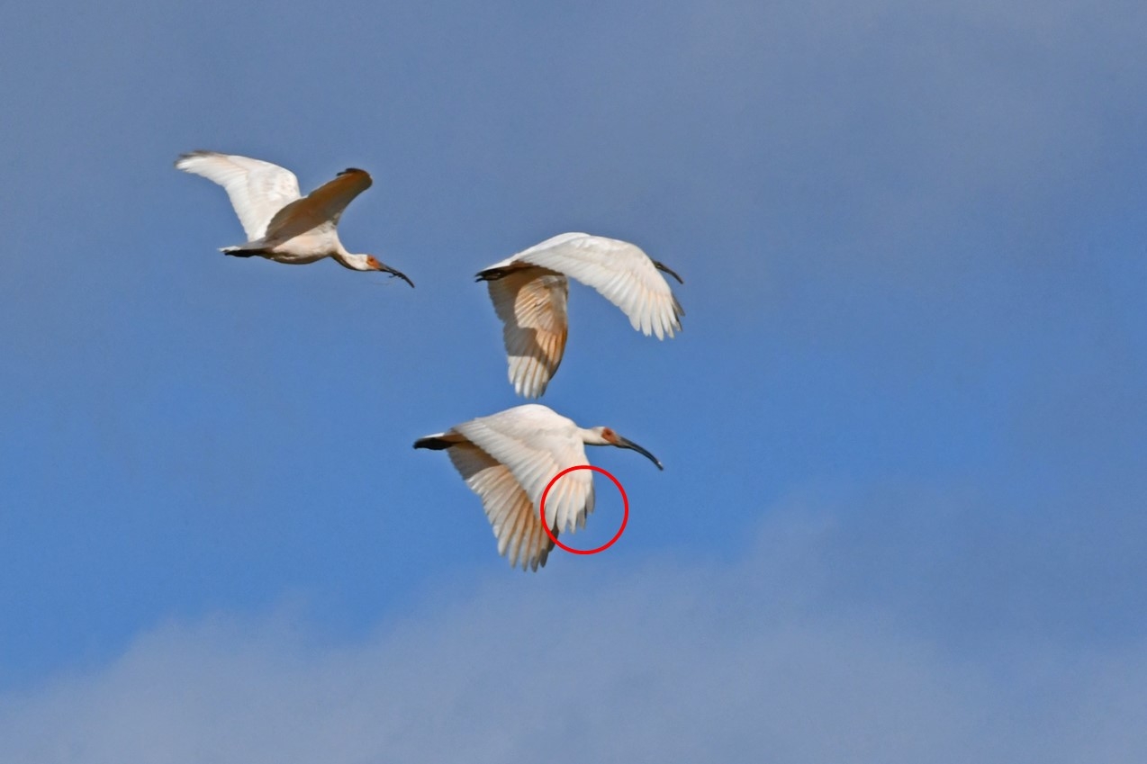幼羽の残るトキの幼鳥の写真