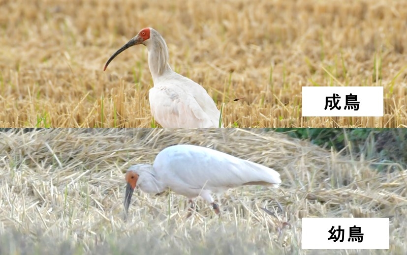 トキの成鳥と幼鳥の写真