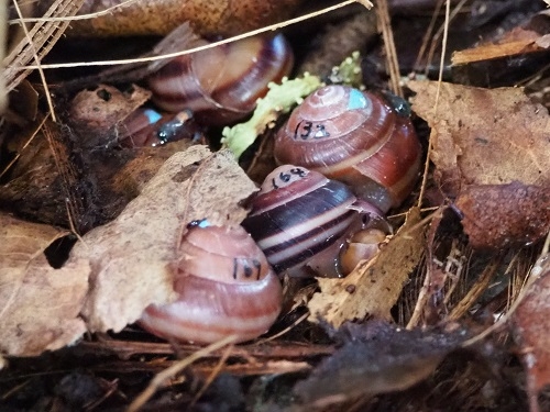 チチジマカタマイマイ