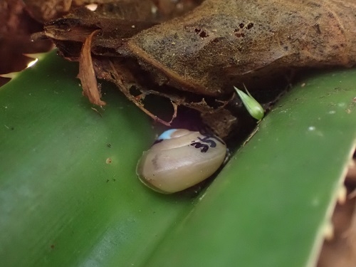 アナカタマイマイ