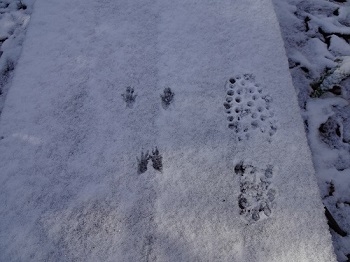 木道上の小さな足跡