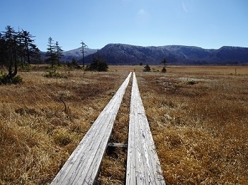 赤田代から見晴に続く木道 