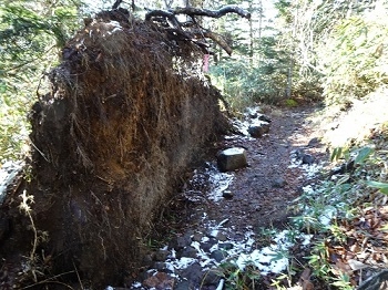 倒木脇の直線ルート