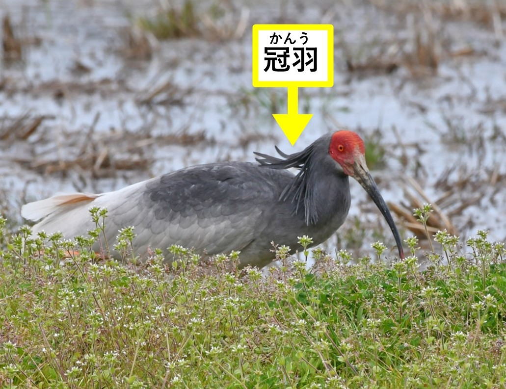 冠羽の説明写真