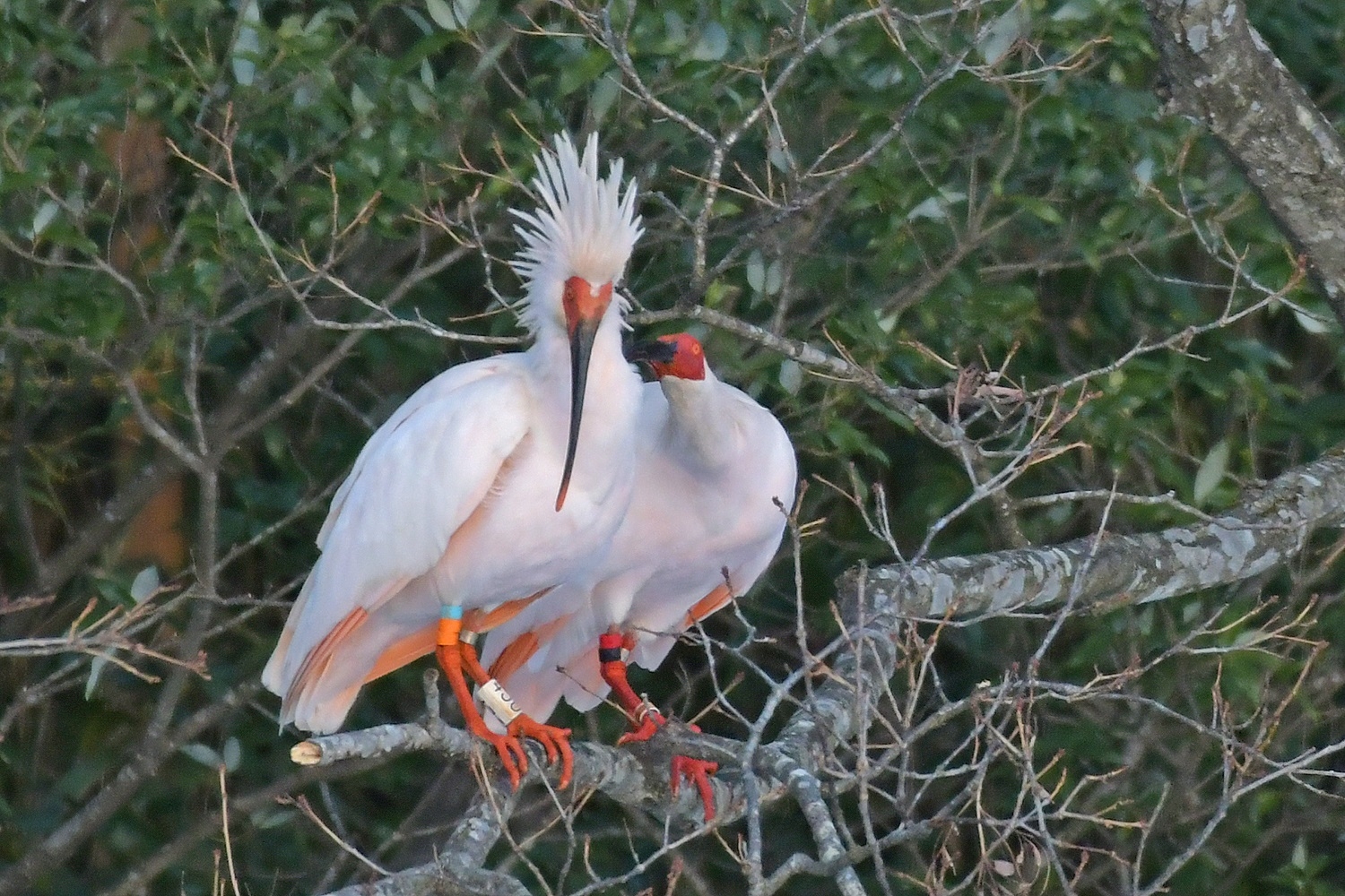 羽づくろいするトキ