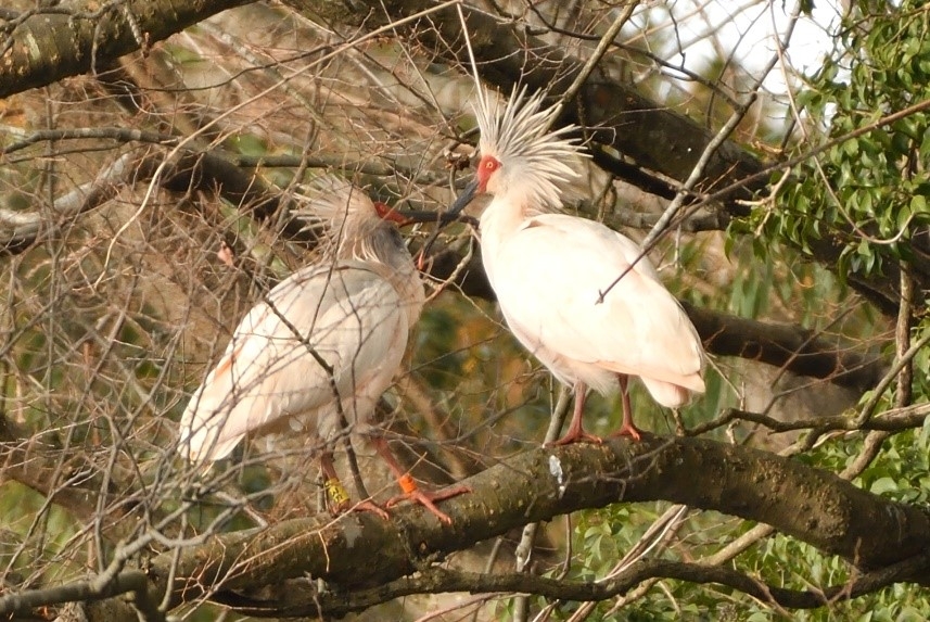 羽づくろいするトキ