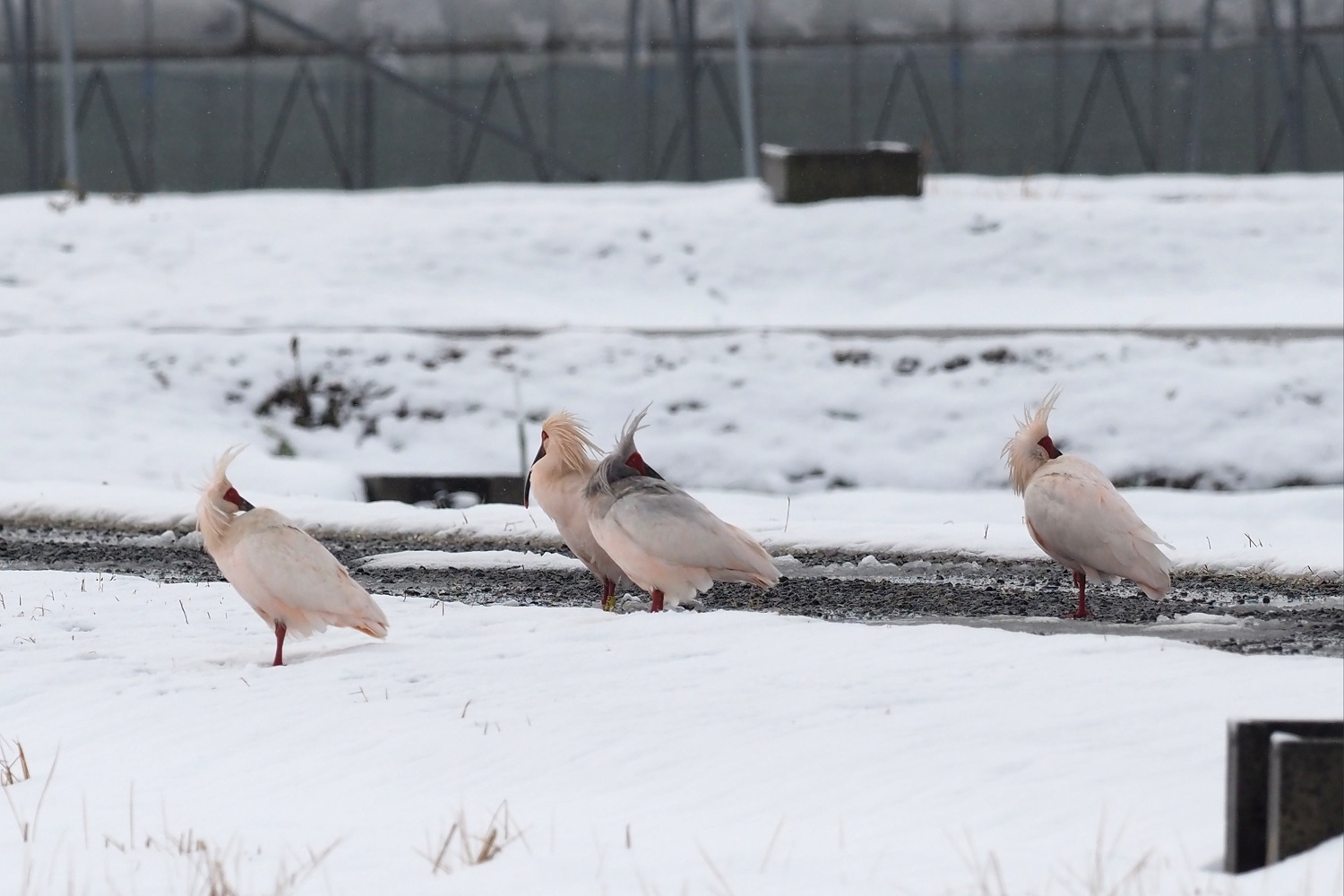 強風の中で休息するトキ
