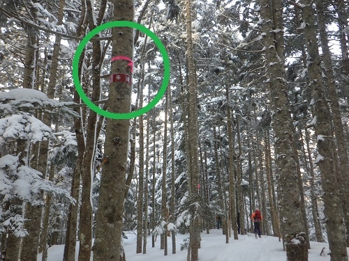 代替えテキスト