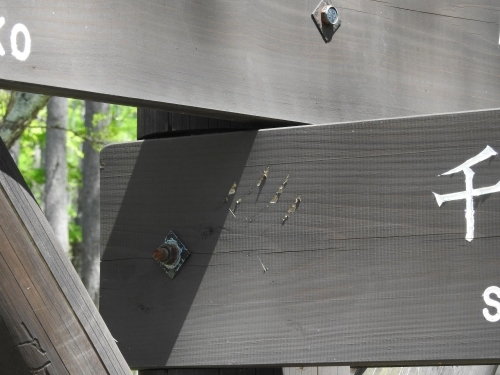 ツキノワグマの爪痕