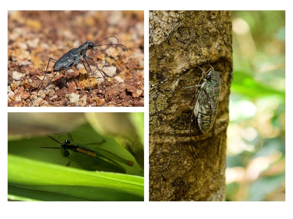 兄島の固有昆虫の画像