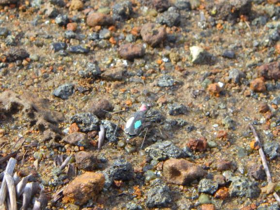 成虫のオガサワラハンミョウが裸地で歩いている