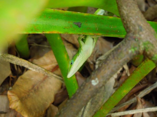 グリーンアノールの画像