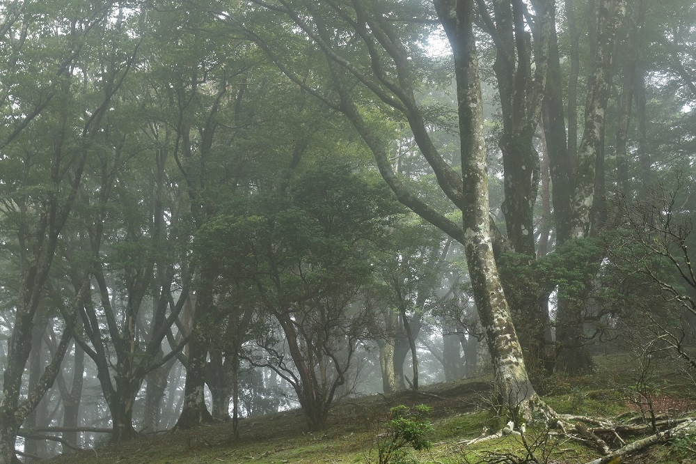 代替えテキスト