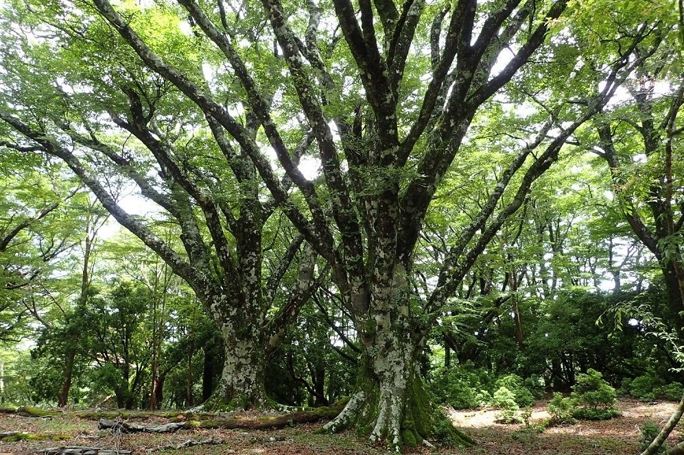 代替えテキスト