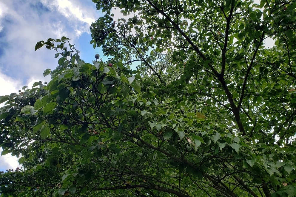 代替えテキスト