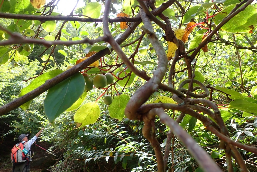 代替えテキスト