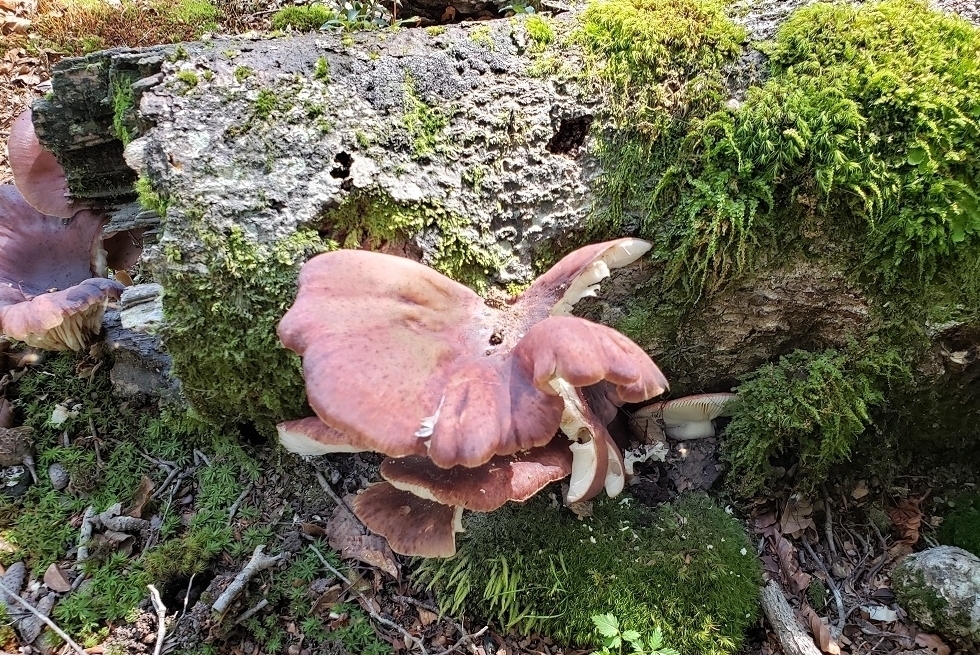 代替えテキスト