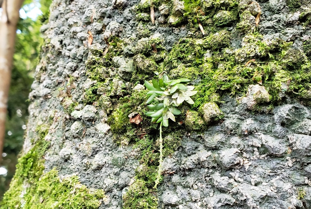 代替えテキスト