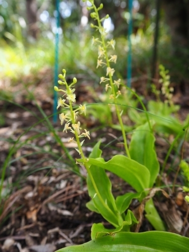 シマホザキランの開花写真