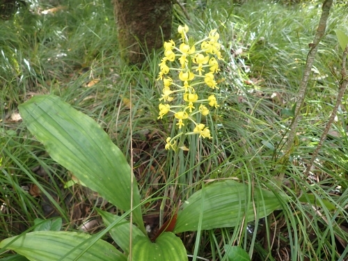 アサヒエビネの開花写真