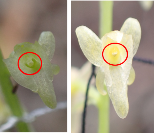 授粉前と授粉成功後のずい柱