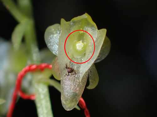 授粉してから数日後の写真