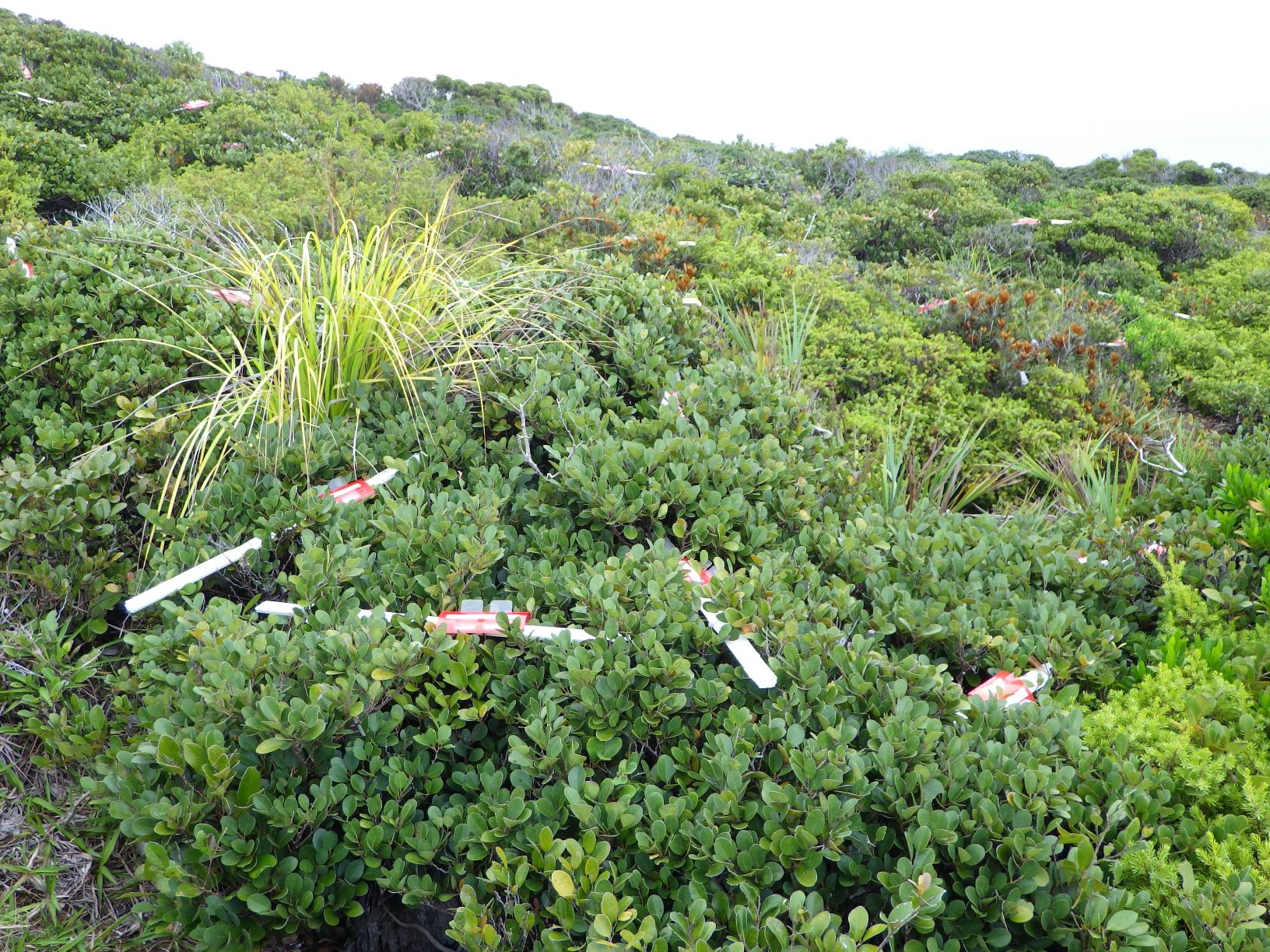 トラップ設置の様子（兄島）