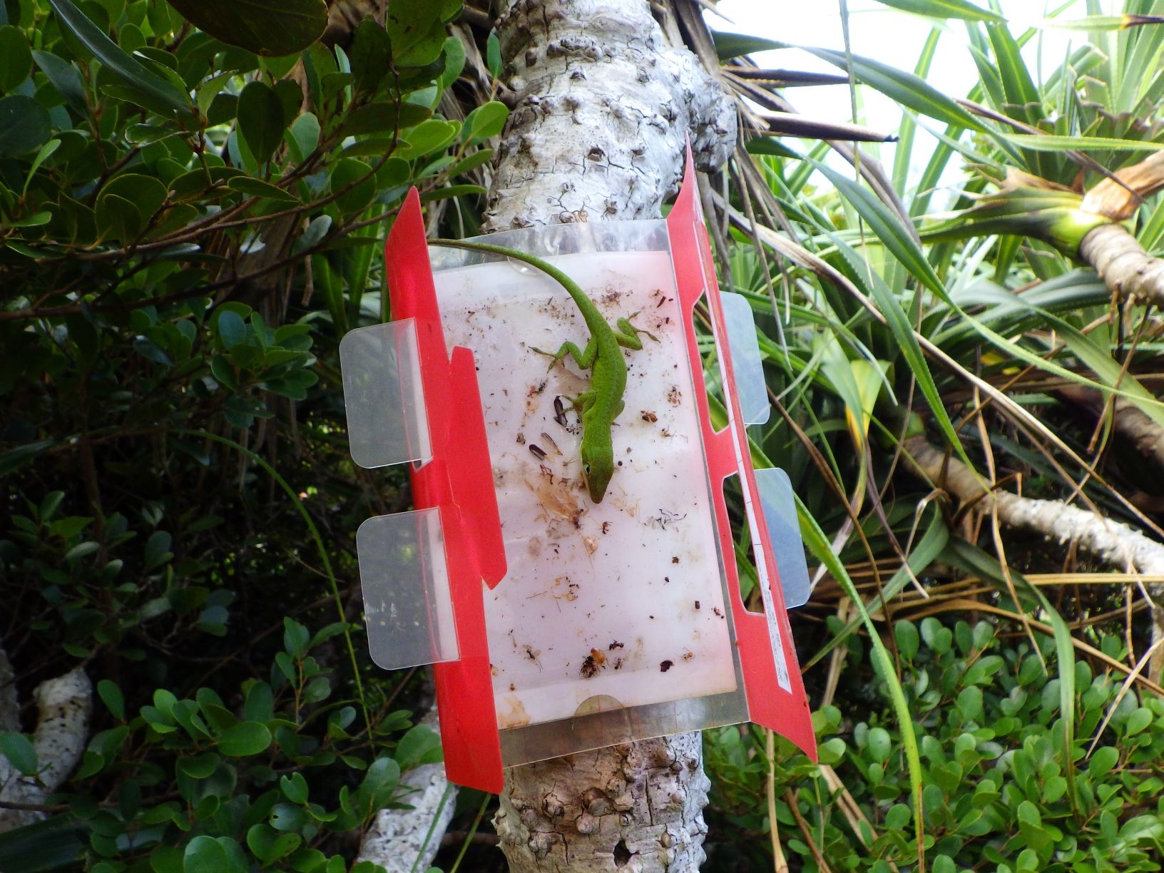 トラップにグリーンアノールがかかっている様子