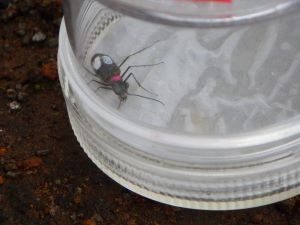 ケースに入っているオガサワラハンミョウ