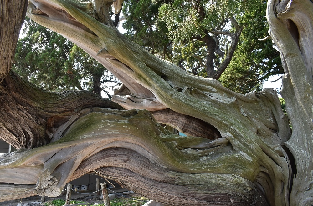 代替えテキスト