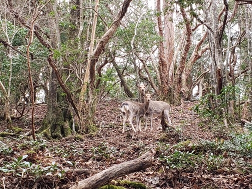 代替えテキスト