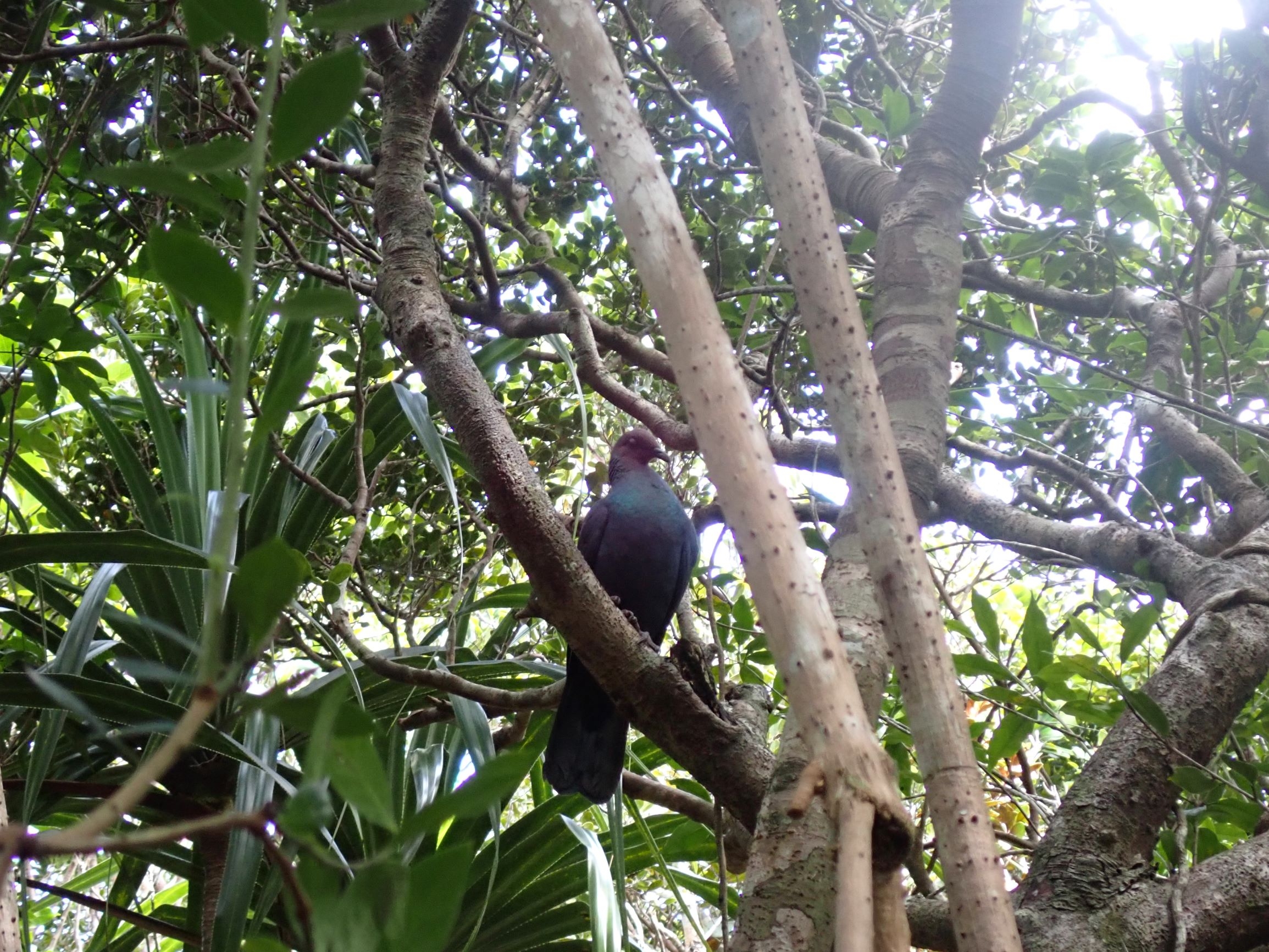 枝に止まっているアカガシラカラスバ