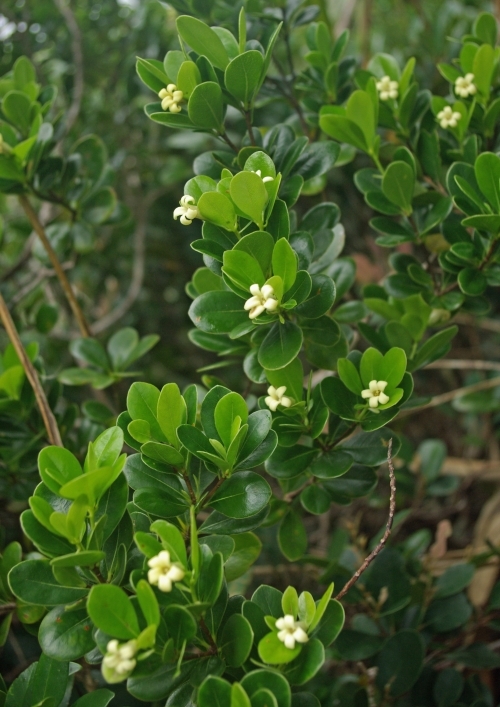 コバトベラの開花写真