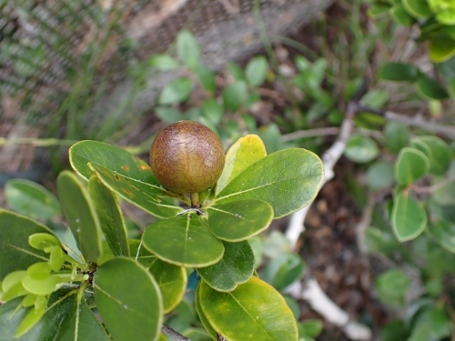 熟した結実の写真