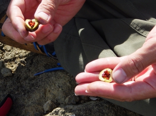 結実から種子を採取している写真