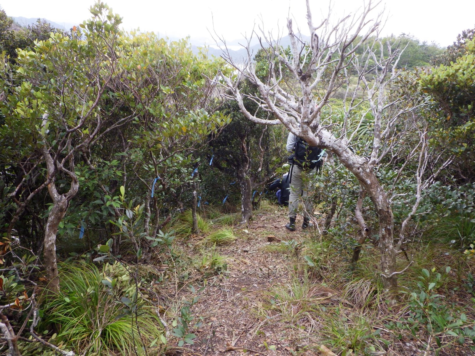 伐採作業で開けた林内の画像